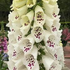 Digitalis purpurea dalmation white 2L