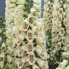 Digitalis purpurea dalmation white 2L