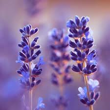 Lavender Dwarf Blue 5L