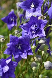 Platycodon grandiflorus 'Astra Blue' 2L