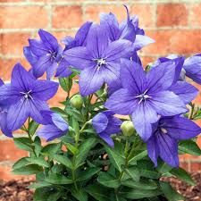Platycodon grandiflorus 'Astra Blue' 2L