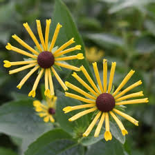 Rudbeckia subtomentosa 'Little Henry' 2L