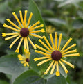 Rudbeckia subtomentosa 'Little Henry' 2L