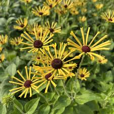 Rudbeckia subtomentosa 'Little Henry' 2L