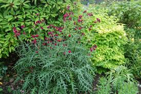 Cirsium rivulare atropurpureum 3L