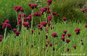 Cirsium rivulare atropurpureum 3L