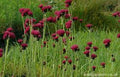 Cirsium rivulare atropurpureum 3L