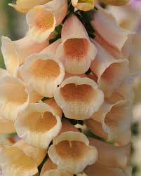 Digitalis purpureum dalmation peach 2L