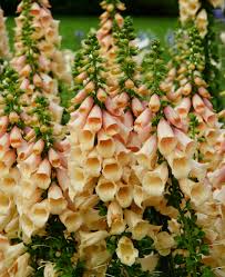 Digitalis purpureum dalmation peach 2L