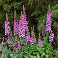 Digitalis purpurea dalmatian peach dalmatian 2L