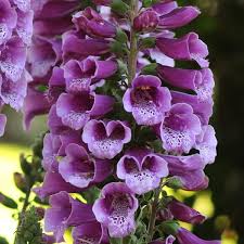 Digitalis purpurea dalmatian peach dalmatian 2L
