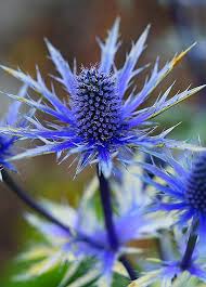 Eryngium planum blue hobbit 2L