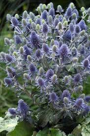 Eryngium planum blue hobbit 2L