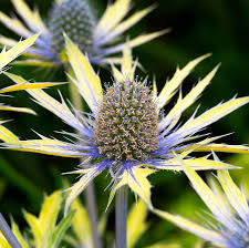 Eryngium x olivierianum neptines gold 2L