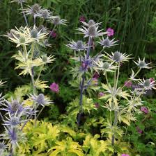 Eryngium x olivierianum neptines gold 2L