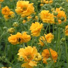 Geum 'Lady Stratheden' 2L