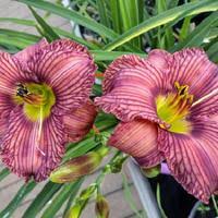 Hemerocallis 'Nowhere to Hide' 1.5L