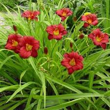 Hemerocallis 'Pardon Me' 2L