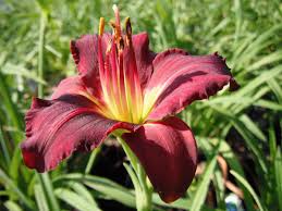 Hemerocallis 'Pardon Me' 2L