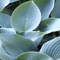 Hosta 'Canadian Blue' 2L