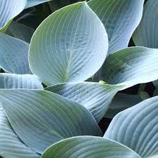 Hosta 'Canadian Blue' 2L