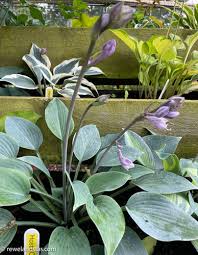 Hosta 'Canadian Blue' 2L
