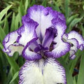 Iris 'Bold Print' 2L