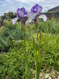 Iris 'Bold Print' 2L