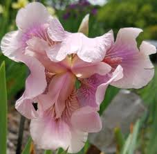 Iris 'Raspberry Blush' 2L