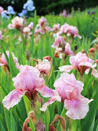 Iris 'Raspberry Blush' 2L