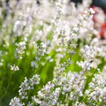 Lavandula angustifolia 'Arctic Snow'  7.5L