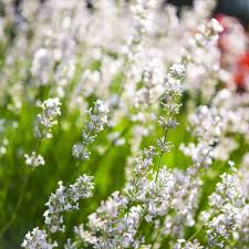 Lavandula angustifolia 'Arctic Snow'  7.5L