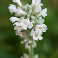 Lavandula angustifolia 'Arctic Snow'  7.5L