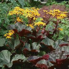 Ligularia dentata 'Desdemona' 2L