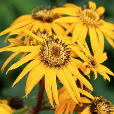 Ligularia dentata 'Desdemona' 2L