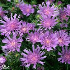 Stokesia laevis 'Blue Star' 2L