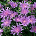 Stokesia laevis 'Blue Star' 2L