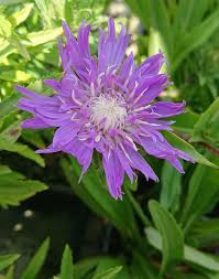 Stokesia laevis 'Blue Star' 2L